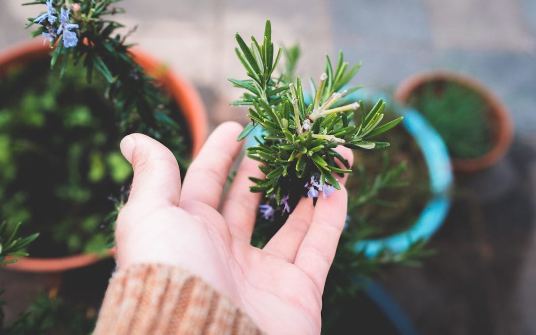 5 Ways Garden Awnings Can Improve Your Plants